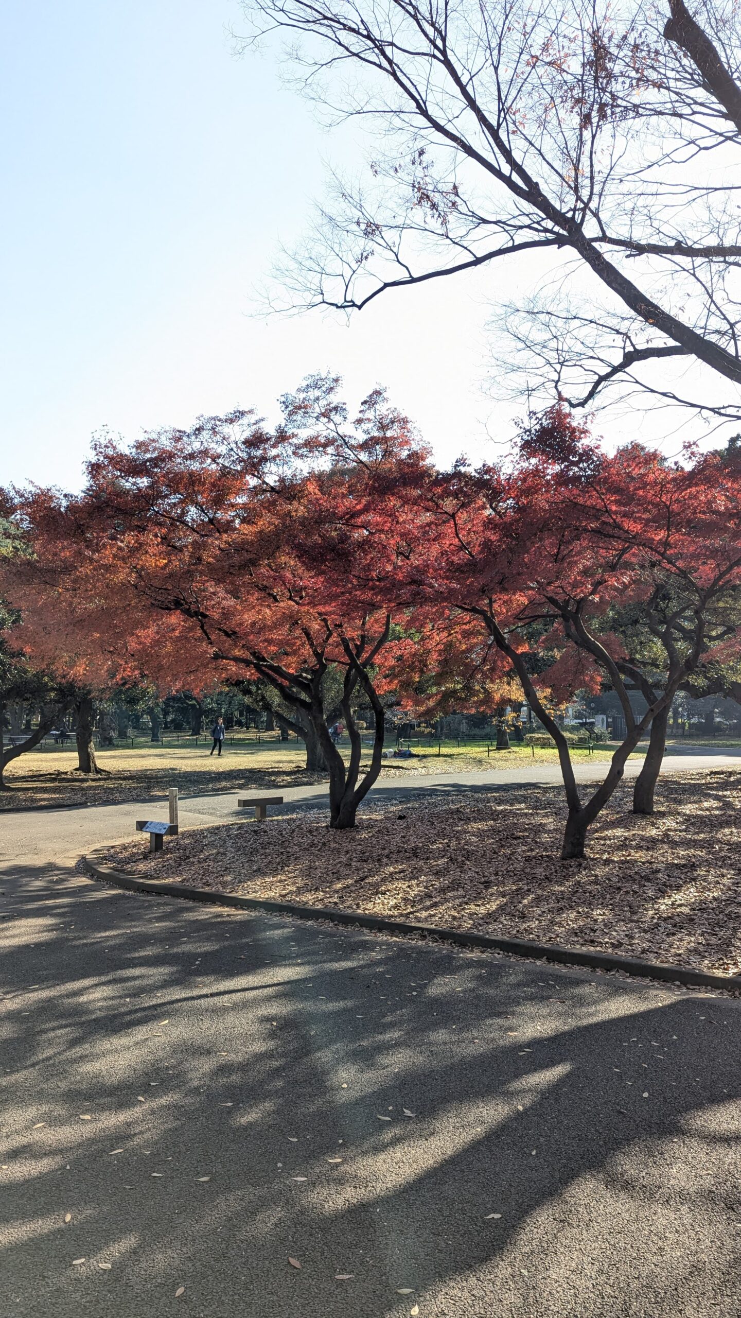 yoyogi